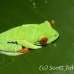 frog_tree_redeyed_tar_h_0565_cos0895.jpg